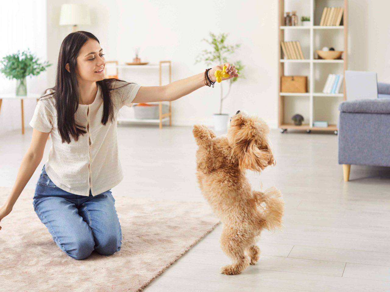 Best Quiet & Low-Impact Pet Toys for Small Apartments in NZ