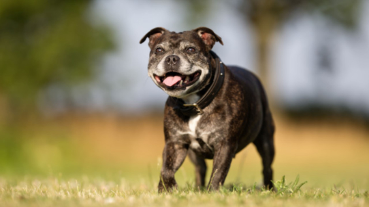 Managing Your Pet's Arthritis Managing Your Pet's Arthritis