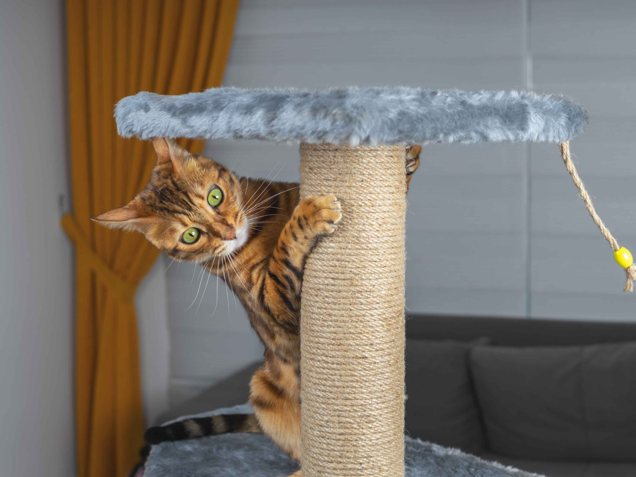 10 Signs Your Cat Needs More Mental Stimulation (and How to Help)