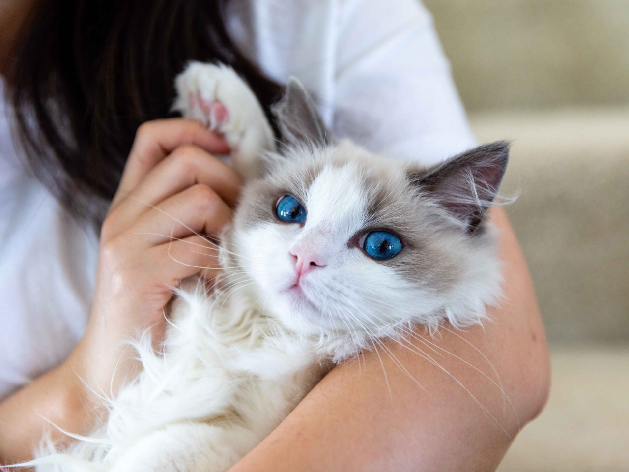 Why Ragdoll Cats Go Limp: Understanding Their Unique Behaviour