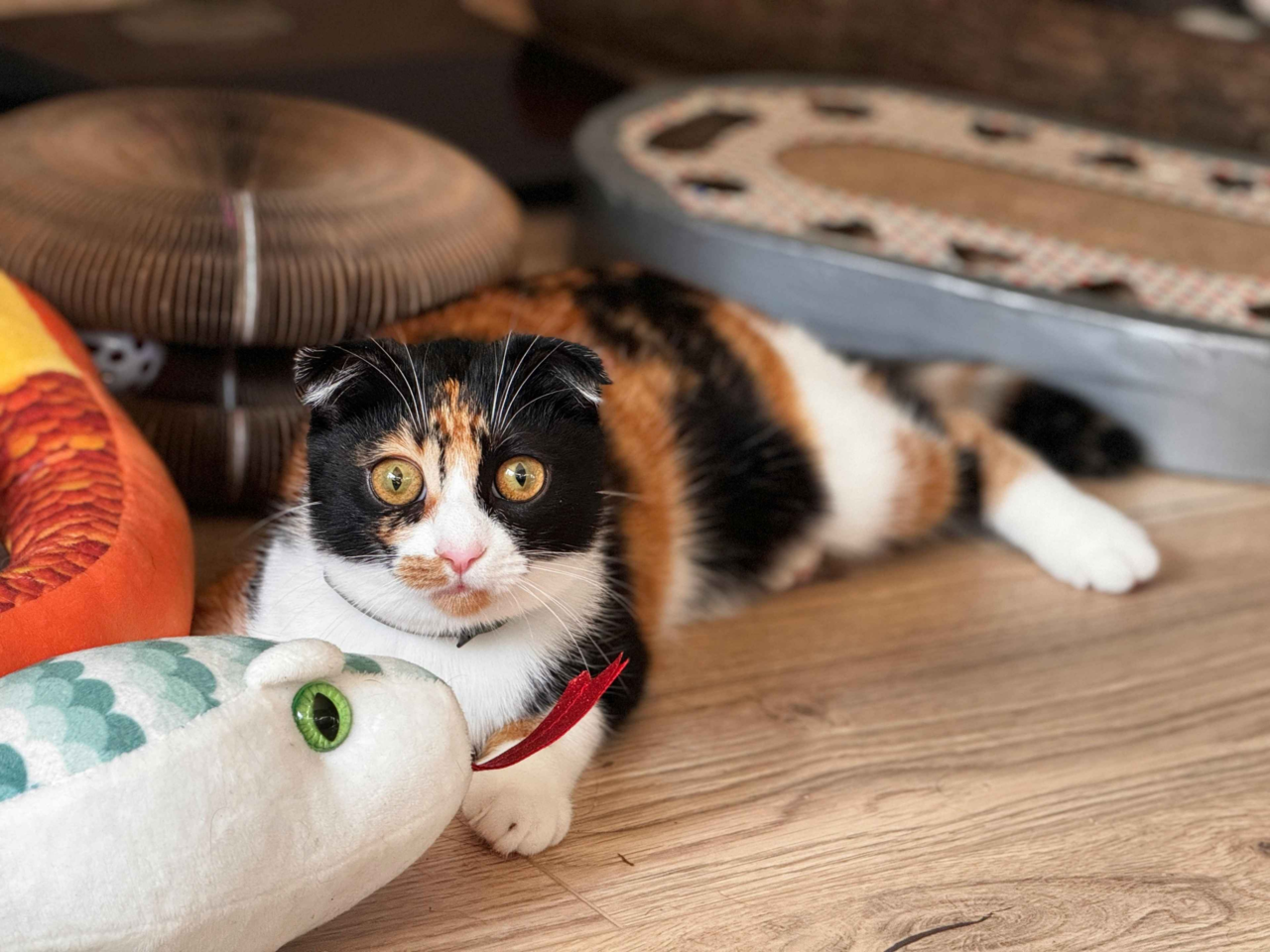 Why Indoor Cats Need Daily Playtime for Health and Happiness