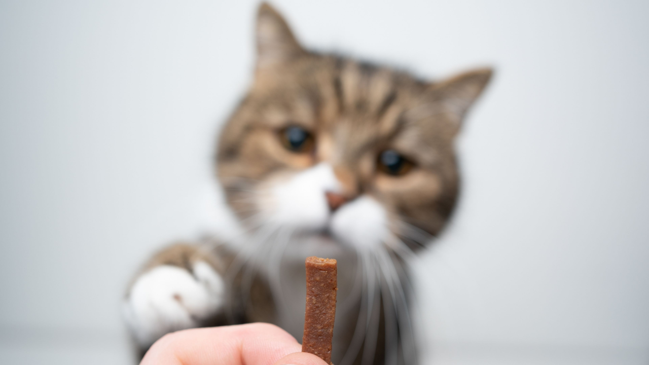 Best Cat Treats in New Zealand (and Where to Buy Them Online) Best Cat Treats in New Zealand (and Where to Buy Them Online)
