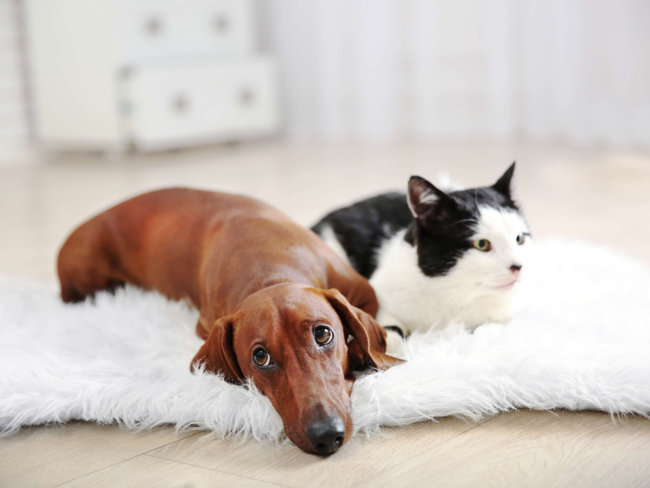 How to Create a Calming Environment for Stressed Dogs and Cats