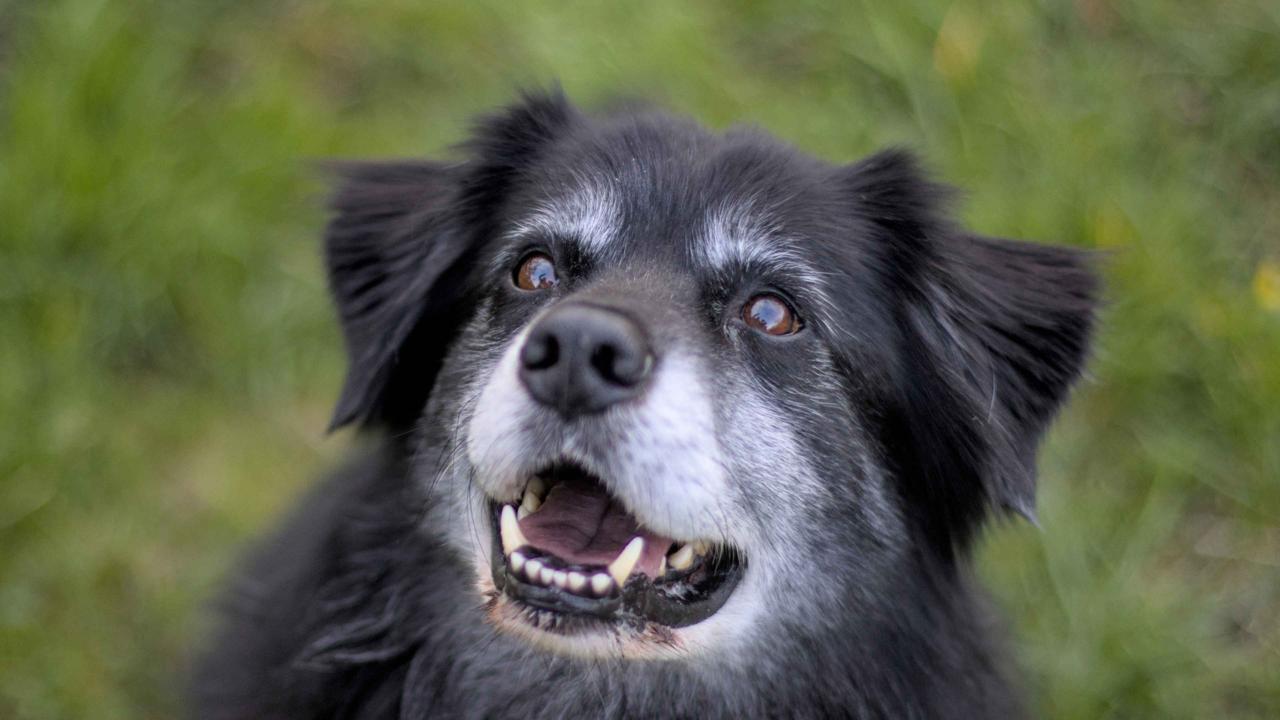 Senior Dog Care in New Zealand: The Ultimate Guide to Happy, Healthy Golden Years