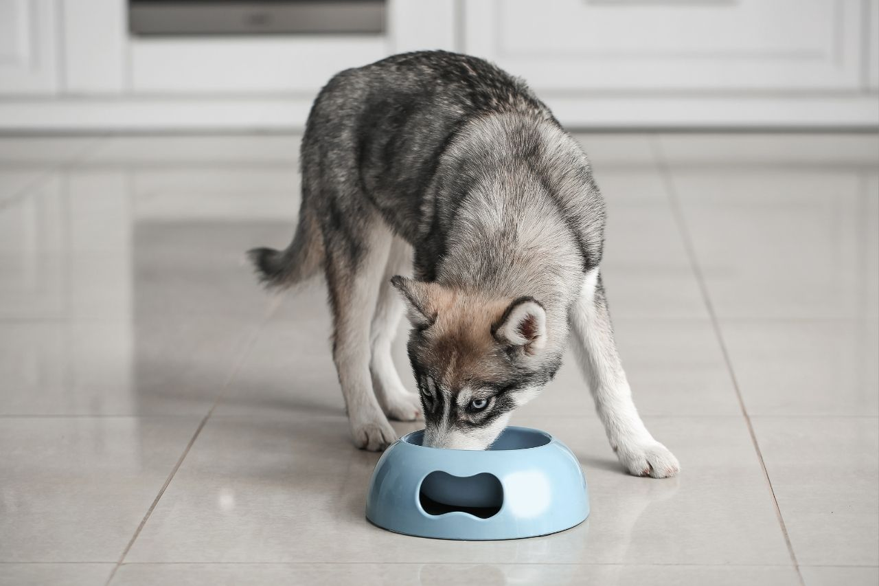 What to Feed a Husky in NZ: Best Food for Siberian Huskies