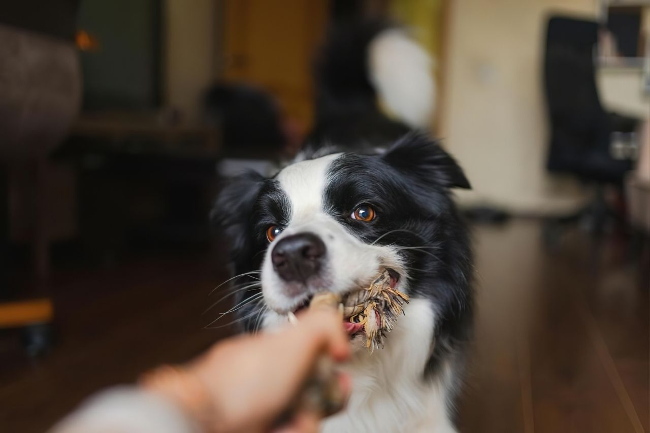 Best Tug Toys for Dogs NZ: Bungee, Rope and Plush Picks