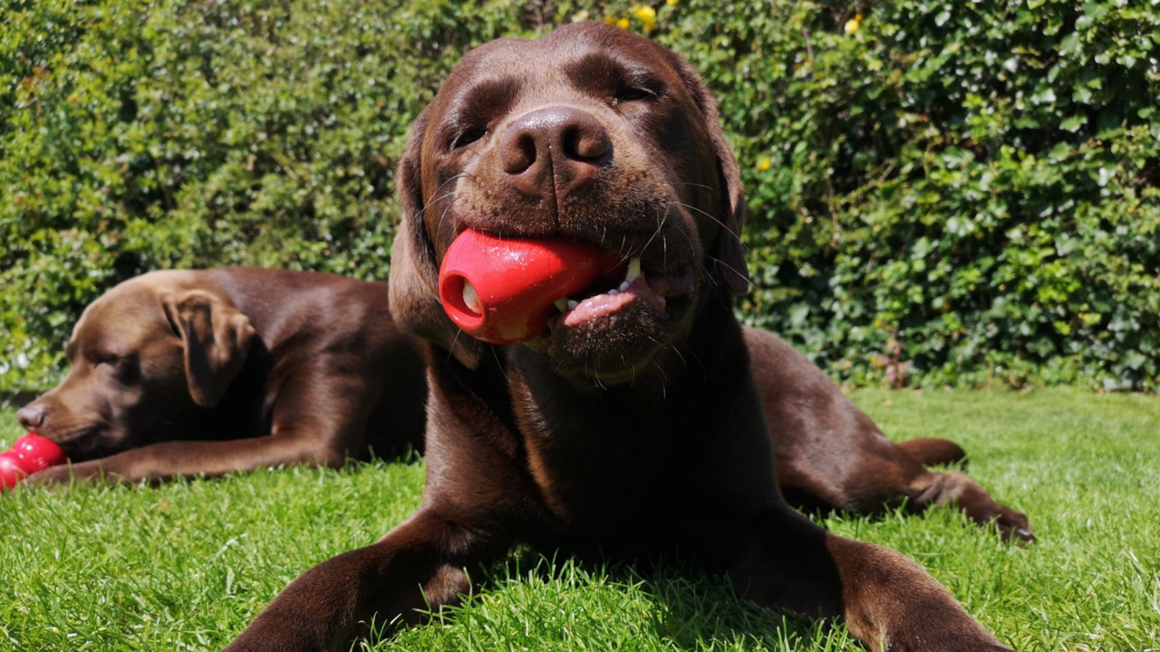 Why Dog Owners Swear by Kong Toys – and Why Your Pup Might Too