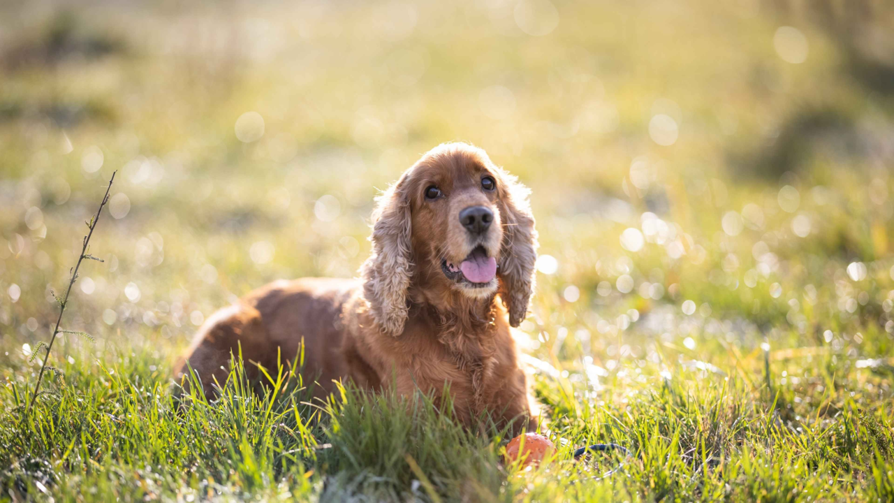 Cocker Spaniel Care Guide NZ Cocker Spaniel Care Guide NZ