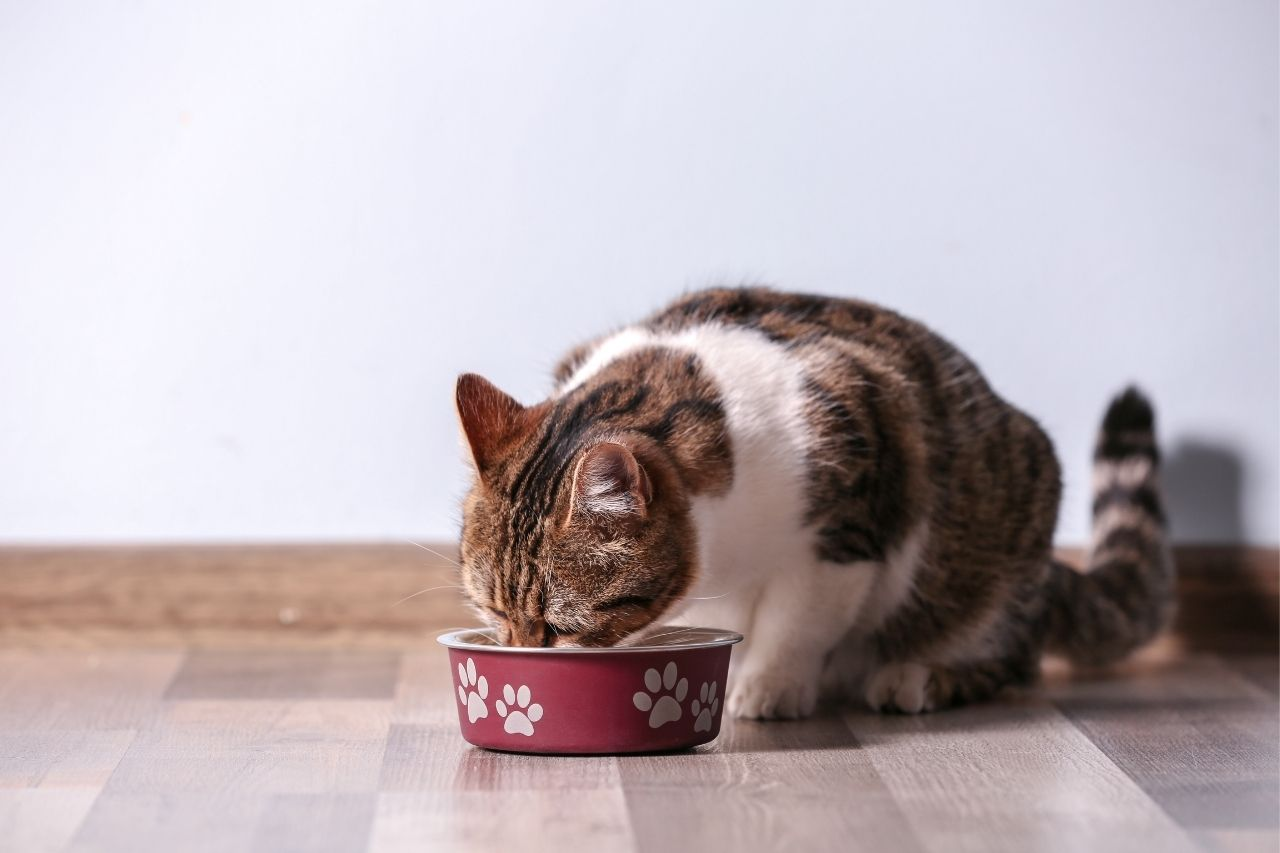 How a Senior Cat's Nutritional Needs Differ From an Adult Cat's