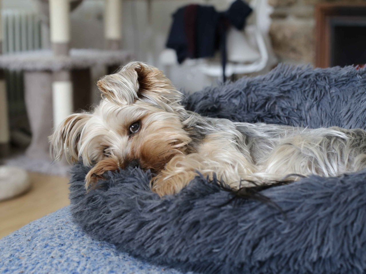 How to Keep Your Dog Calm and Safe During Storms