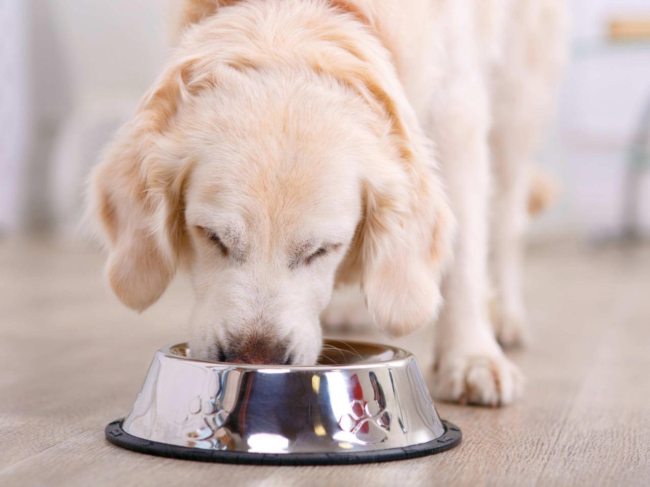 How to Choose the Best Bowl for Your Large Breed Dog