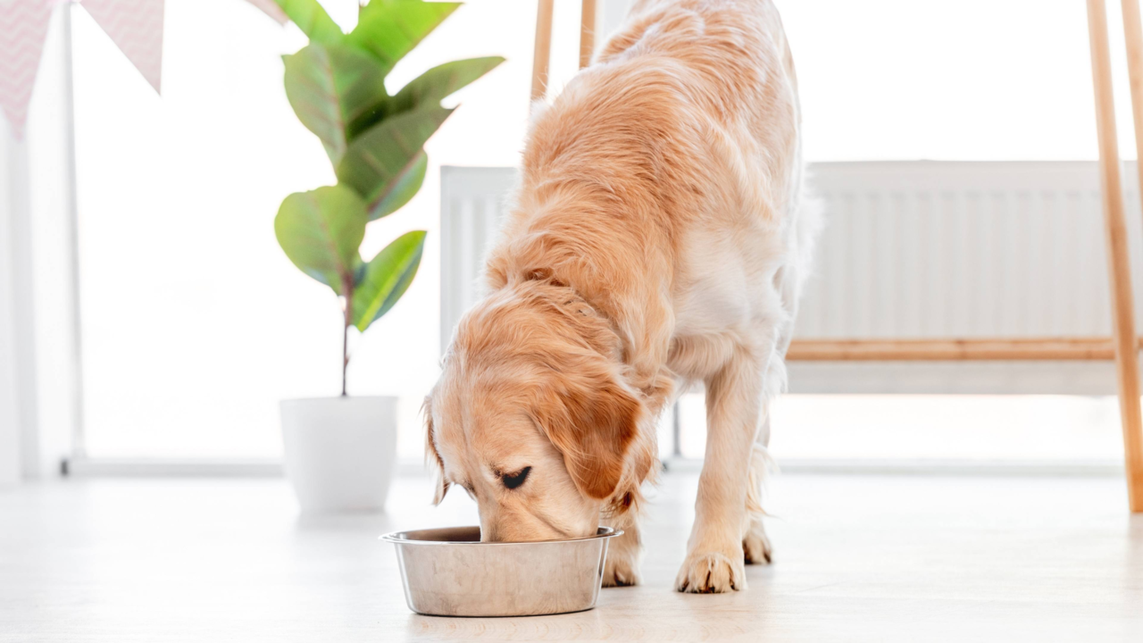 The Truth About Grain-Free Pet Food