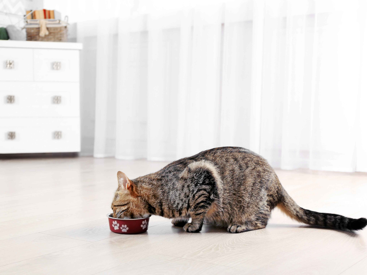 Best Indoor Cat Food Guide: Nutrition, Tips & Top Brands