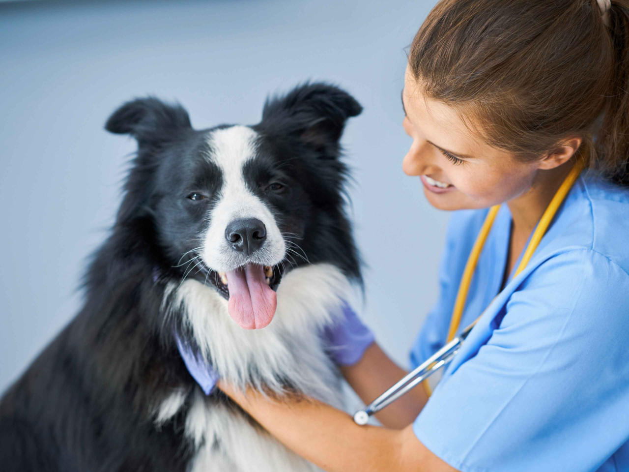 Dog Vet Visit Training: Stress-Free Desensitisation Tips
