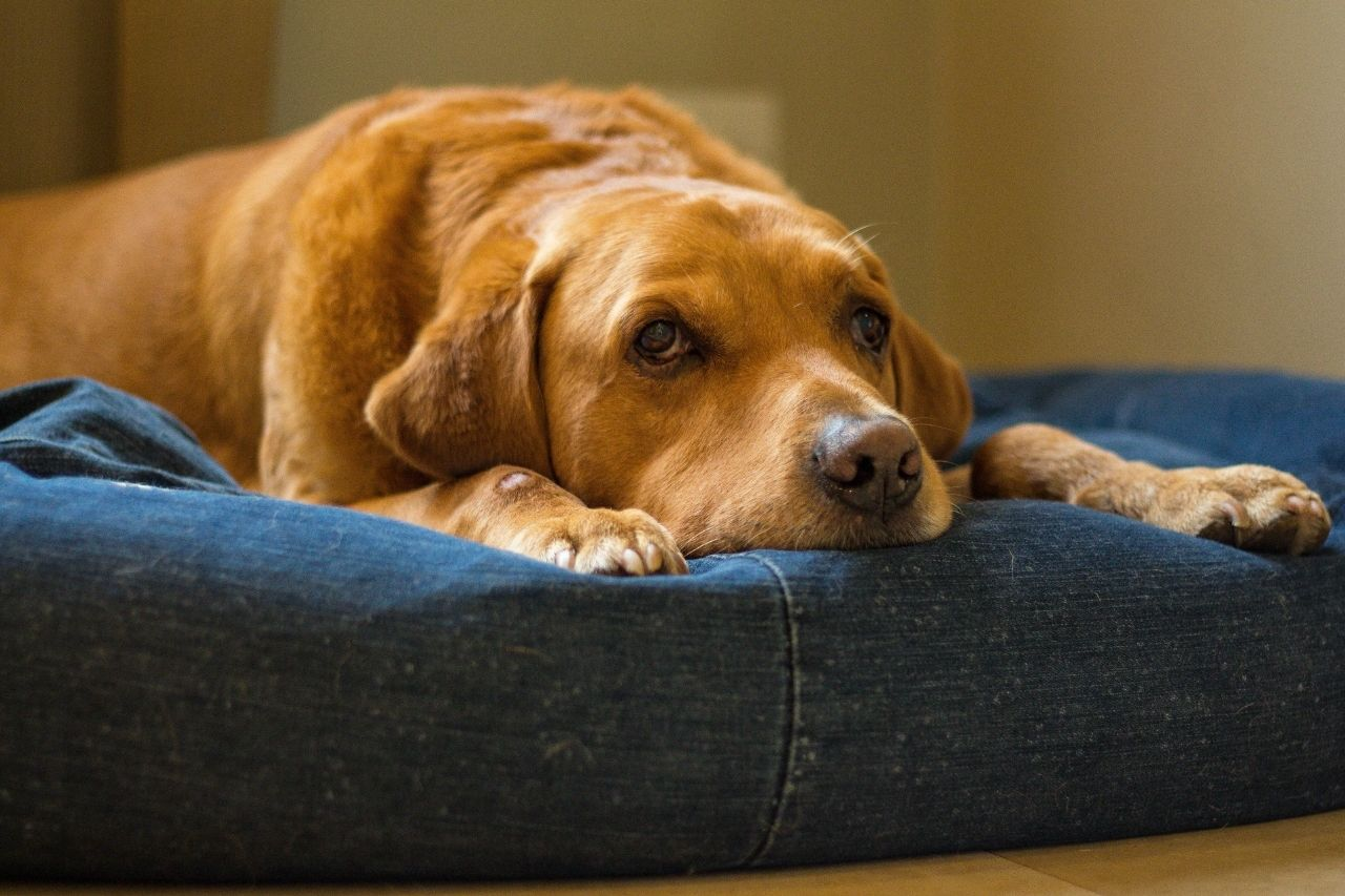 7 Signs of Arthritis in Dogs That Owners Often Miss