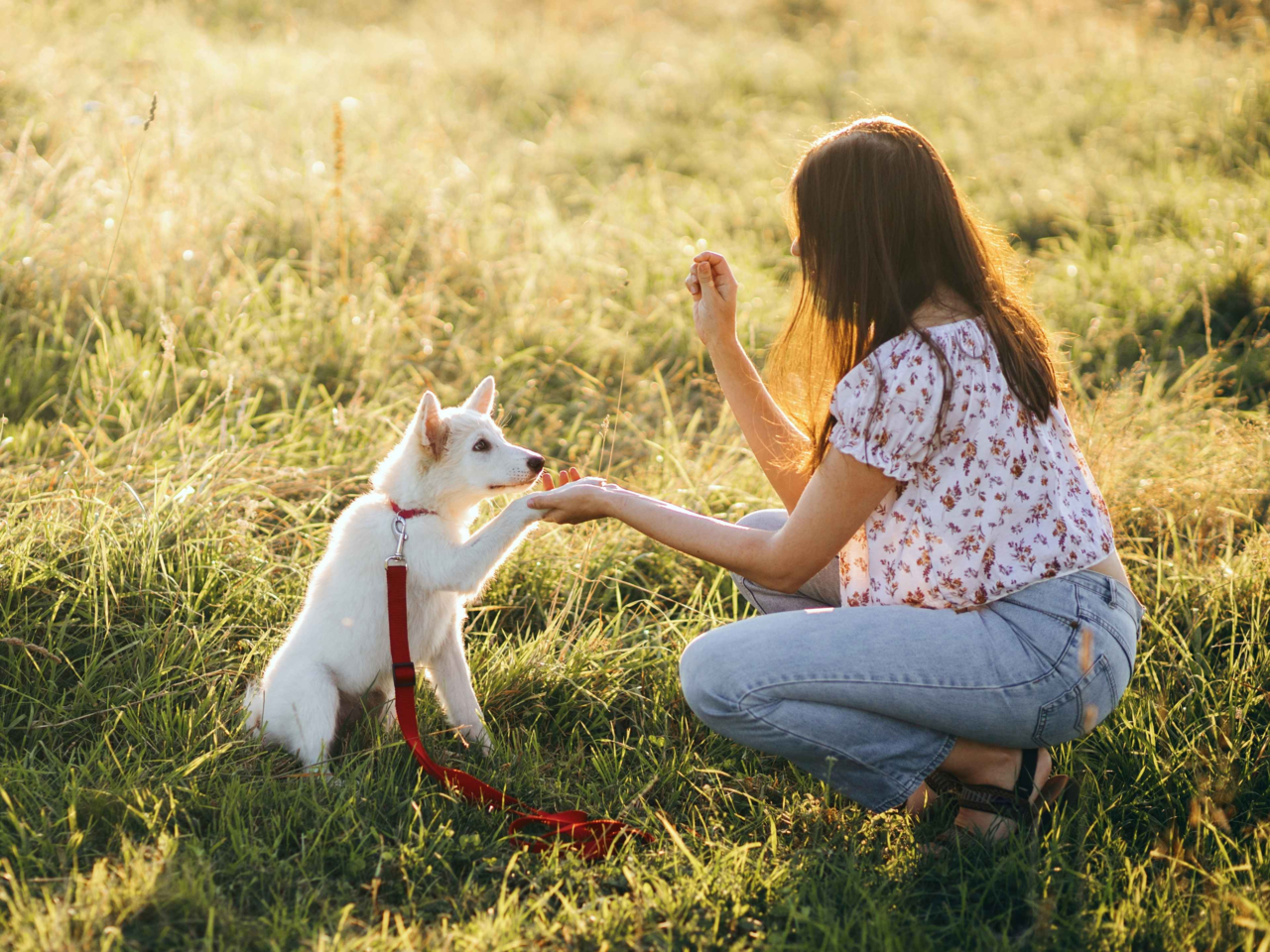 How to Teach Your Dog Tricks Without Stress or Confusion