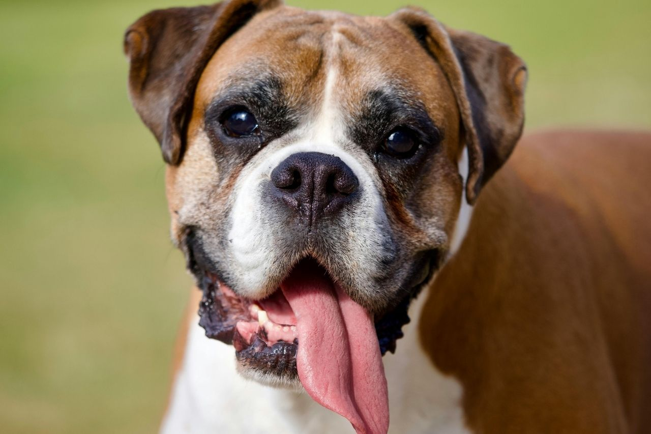 How Much Should I Feed My Boxer? Feeding Guide by Age and Weight