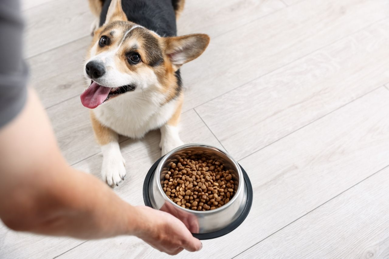Orijen Dog & Cat Food NZ: Biologically Appropriate Nutrition Explained