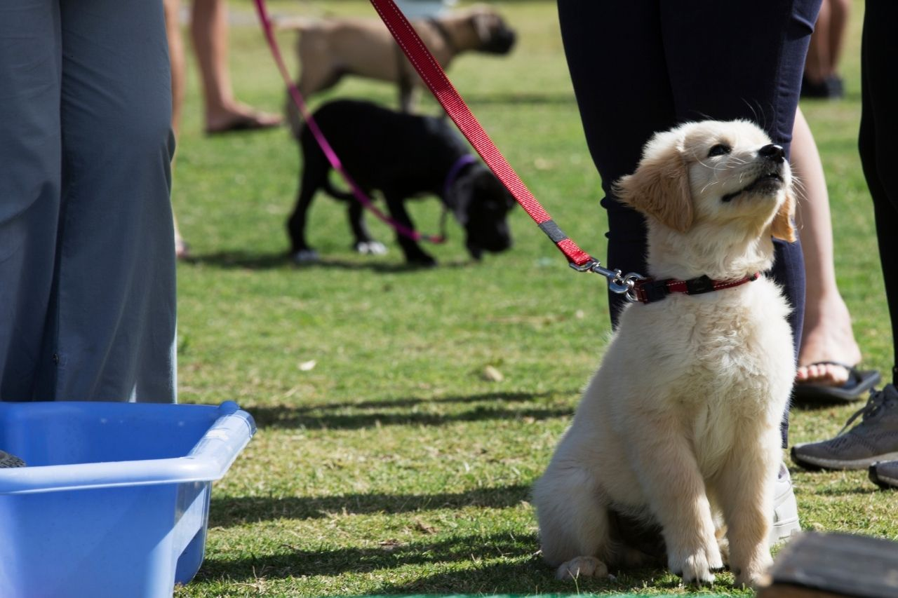 Puppy Socialisation 101: What To Do (And What To Avoid)