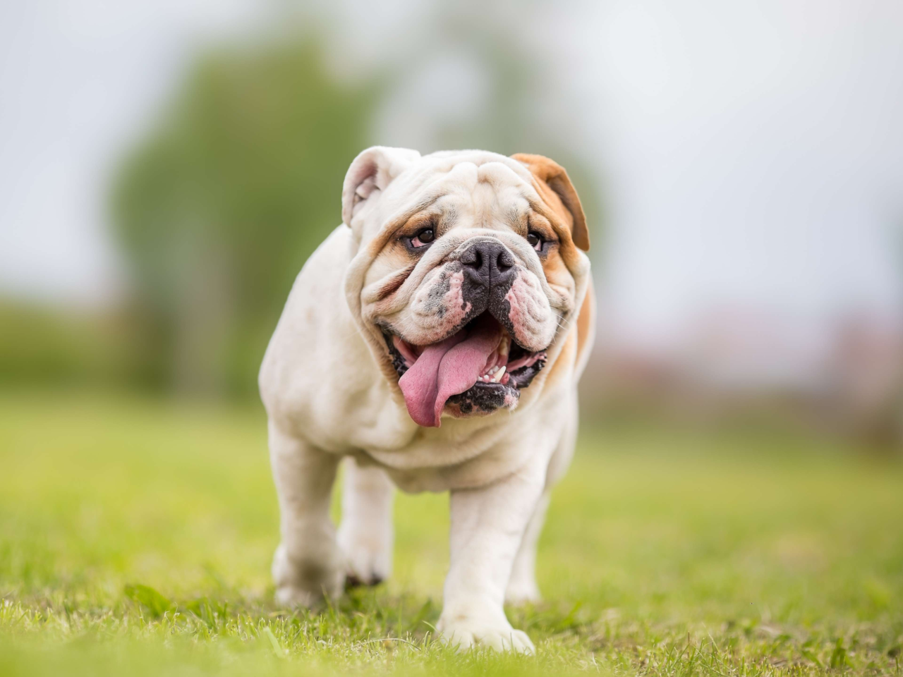 Best Dog Food for English Bulldogs in NZ