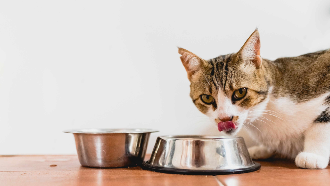 Wet vs Dry Cat Food: Which Is Healthier for Your Cat? Wet vs Dry Cat Food: Which Is Healthier for Your Cat?
