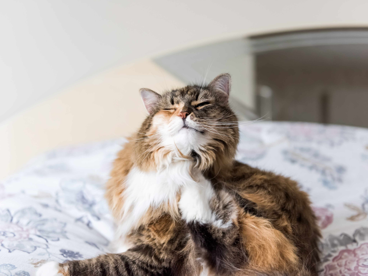 Everything You Need to Know About Fleas and Worms