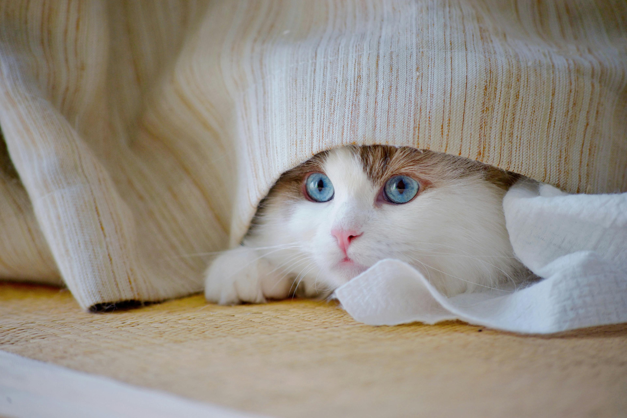 Why It’s Important to Know Why Pets Are Afraid of Fireworks