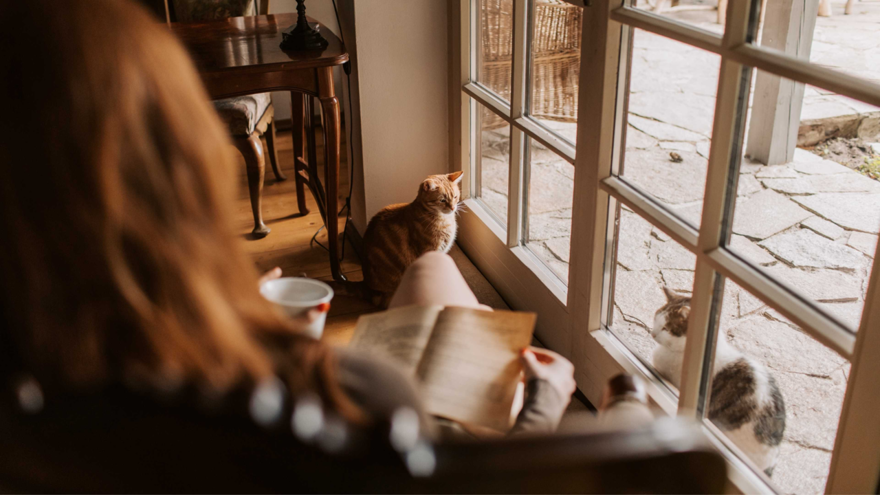 Indoor vs Outdoor Cats in NZ: Pros, Risks & How to Keep Your Cat Safe