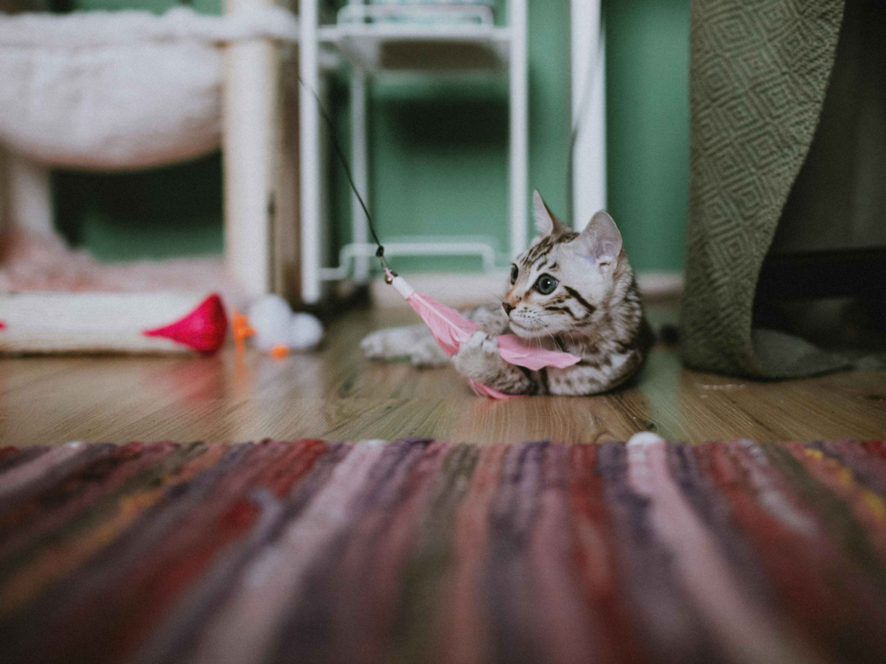 How Often to Replace Your Cat’s Toys for Safe and Fun Playtime