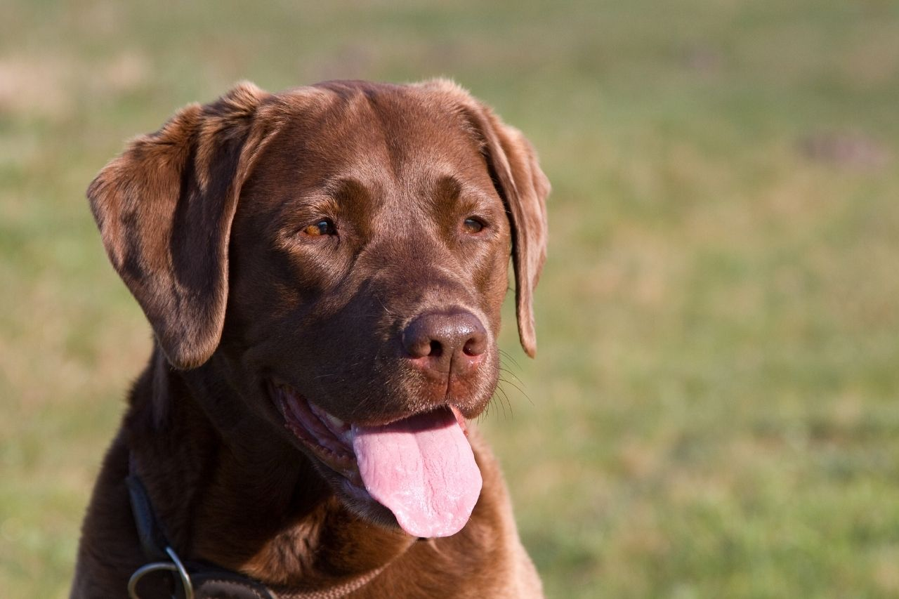 How Often Should I Feed My Labrador Retriever? Puppy, Adult and Senior Feeding Guide