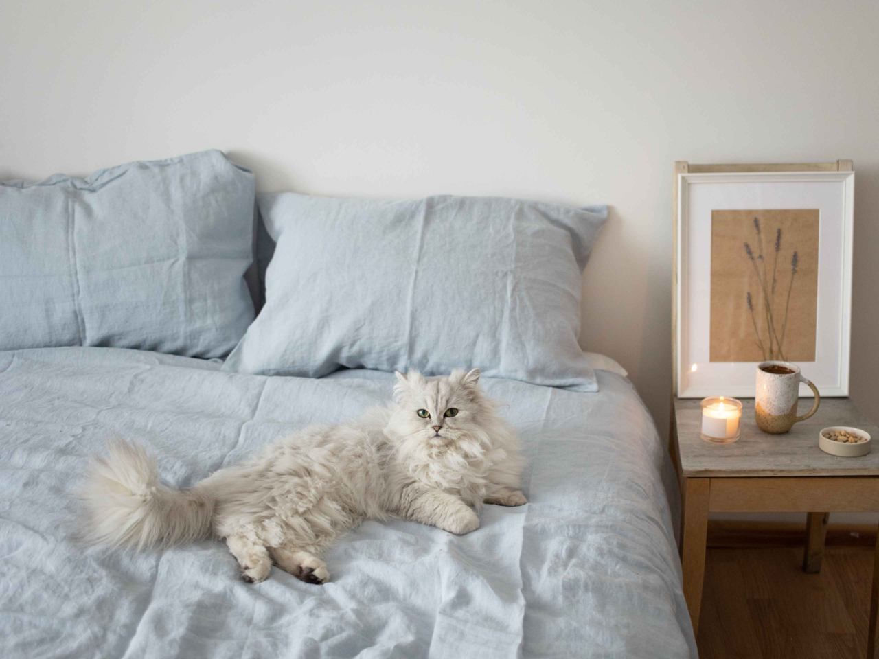 How to Create a Flea-Free Home for Pets in New Zealand