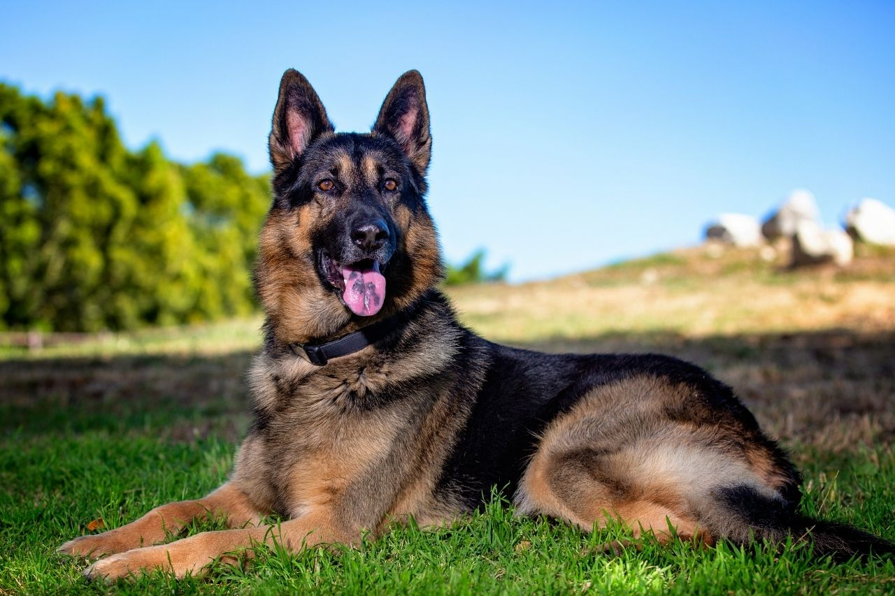 German Shepherd Weight Guide: What’s a Healthy Weight for German Shepherd?