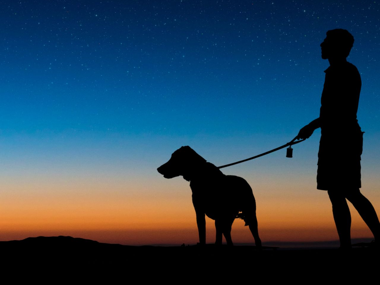 Morning vs Evening Dog Walks: Beating The Summer Heat Safely