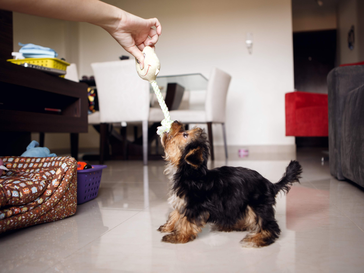 How Much Playtime Does a Puppy Need? Puppy Exercise & Play Guide