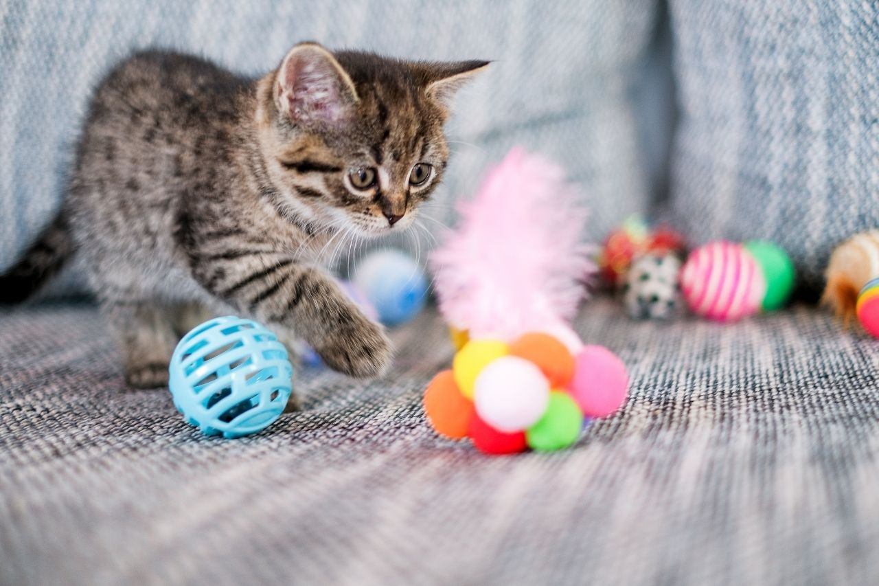 Cat Toy Buying Guide NZ: How to Choose the Right Toy for Your Cat