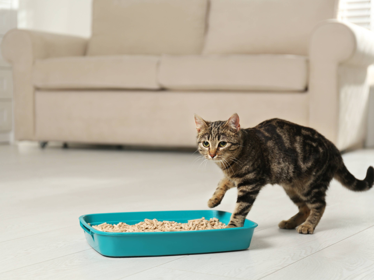 How to Litter Train a Kitten: Stress-Free Tips for Success