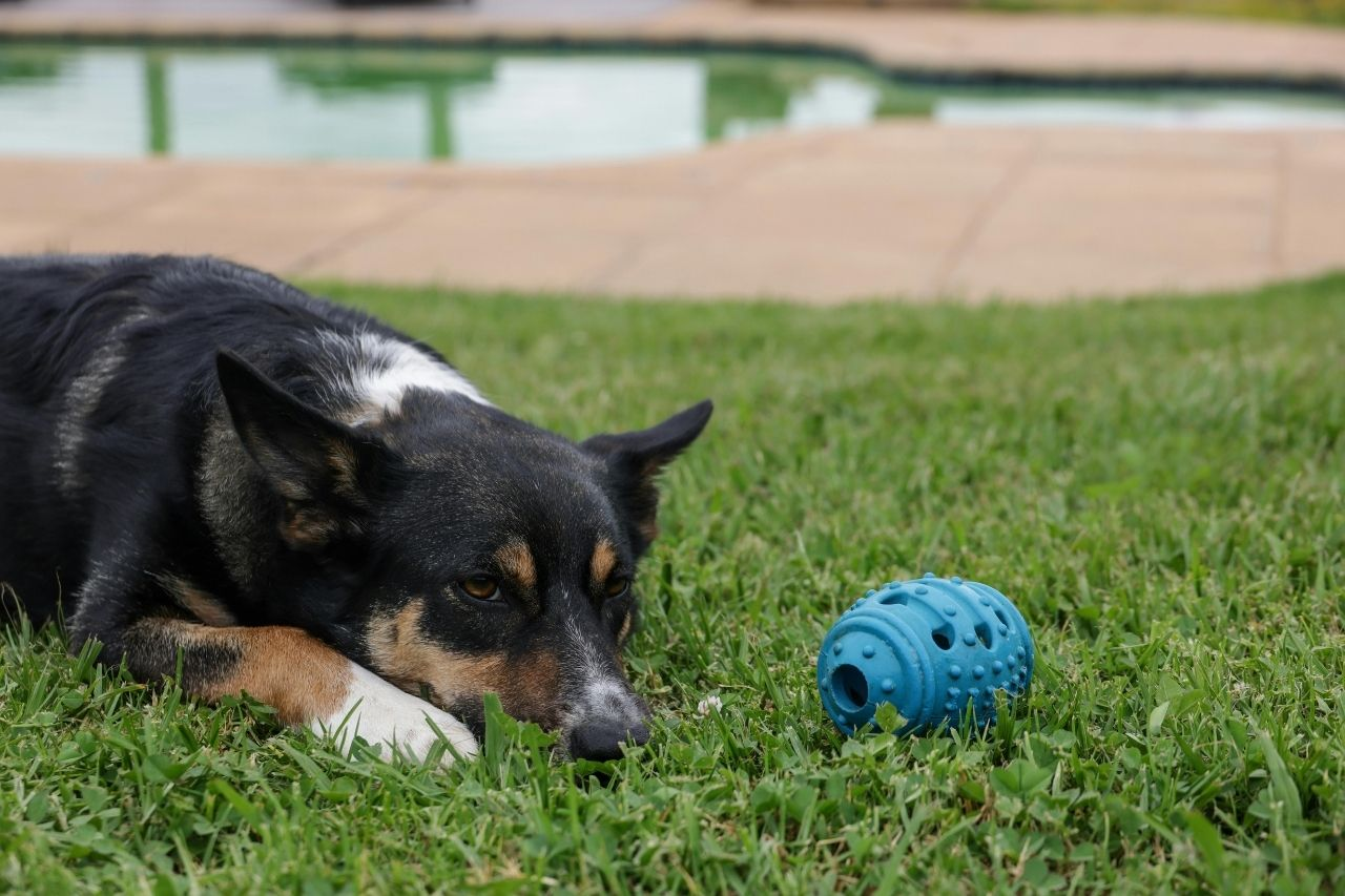Best Toys for Senior Dogs NZ: Gentle Play for Older Pups
