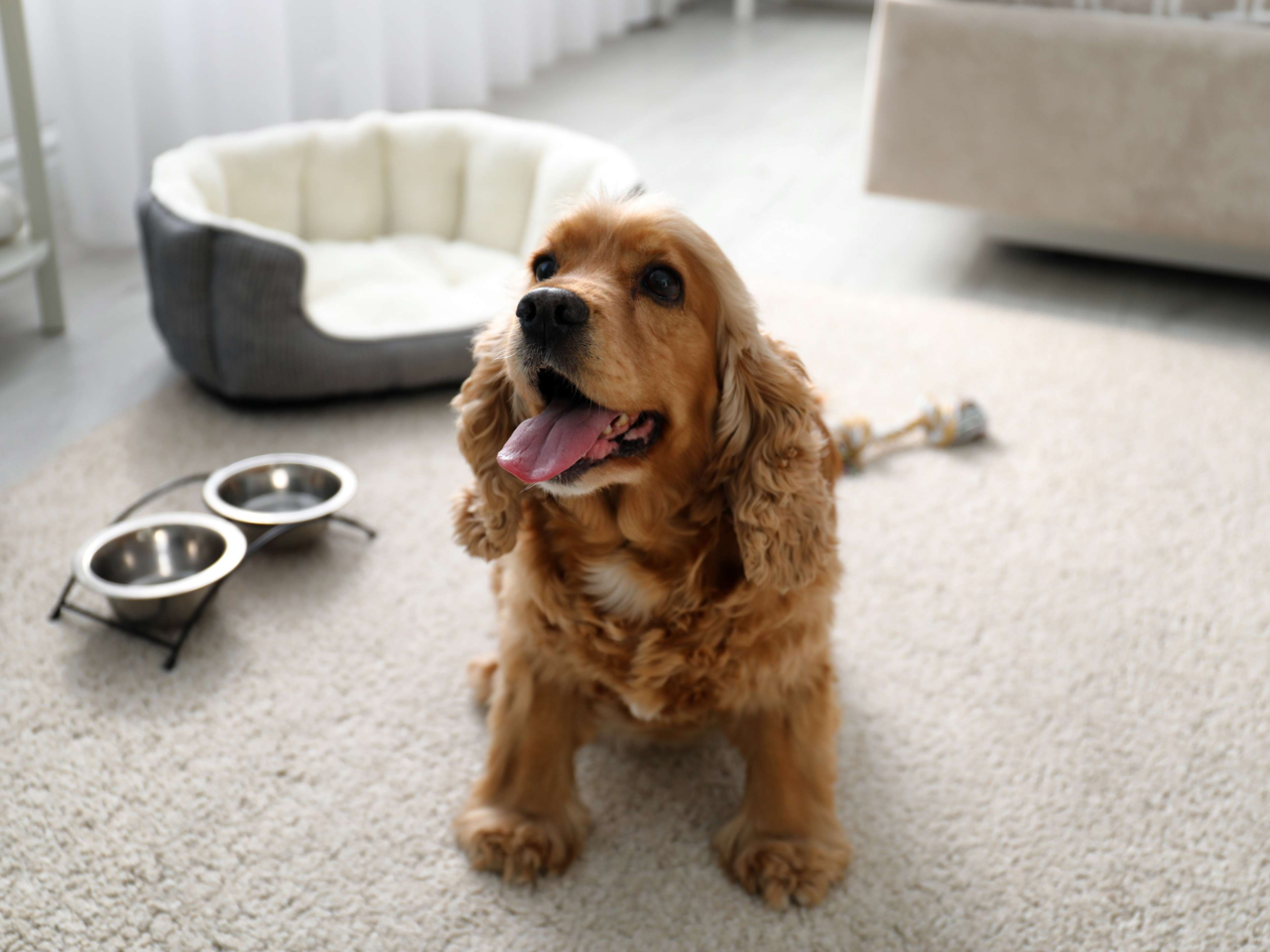 Best Dog Food for Cocker Spaniels in NZ – Top Picks for Health & Happiness