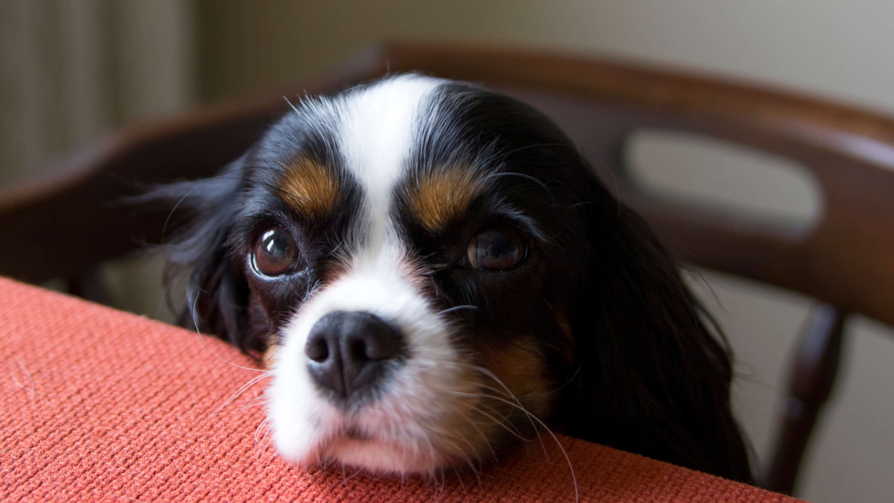 How to Stop Your Dog Begging for Food How to Stop Your Dog Begging for Food