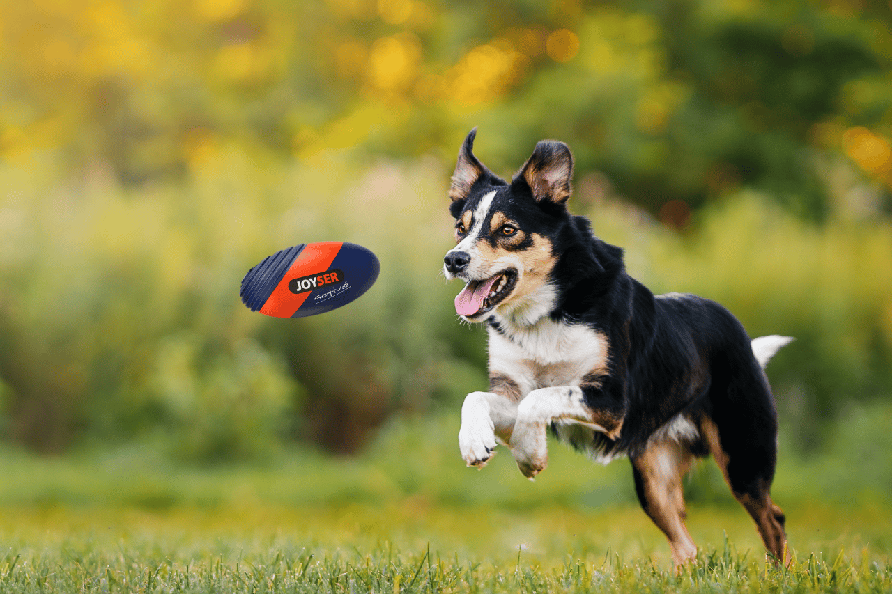 Joyser Pet Toys NZ: A Guide to Choosing the Right One for Your Pet