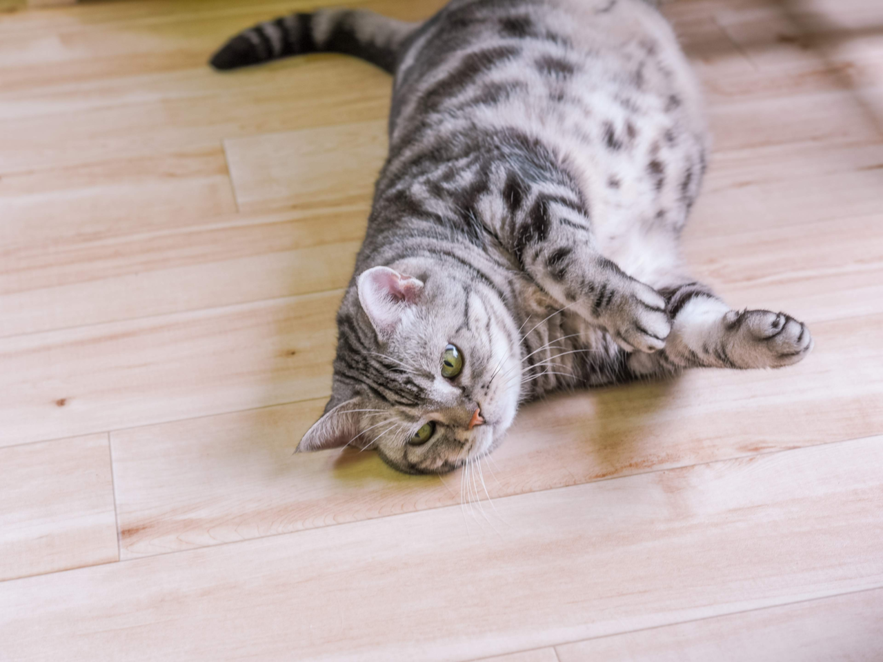 Signs Your Cat Is Bored: How to Keep Your Feline Happy and Engaged