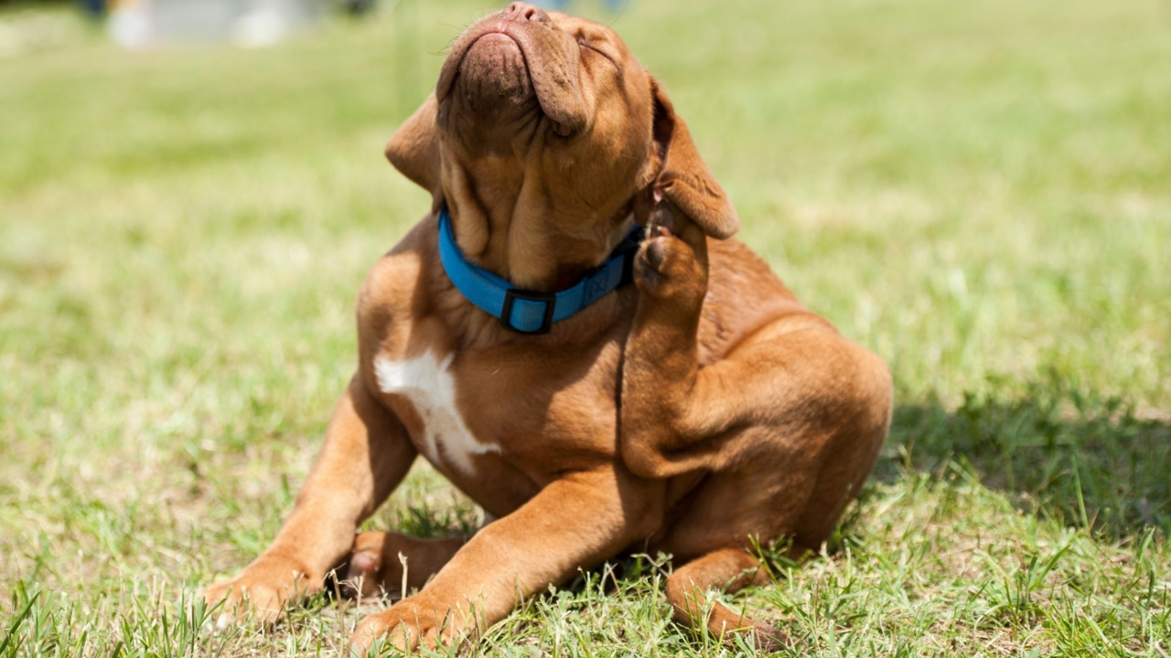 Best Flea Treatments for Dogs in New Zealand (and Where to Buy Them Online)