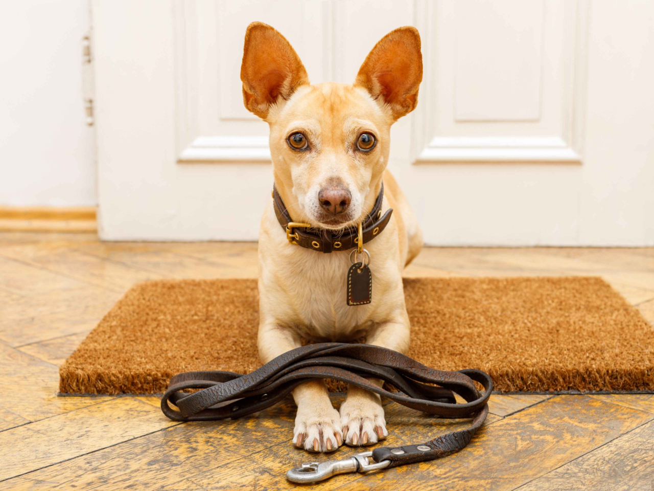 Why Pet Routines Matter: How a Daily Schedule Supports Health & Happiness