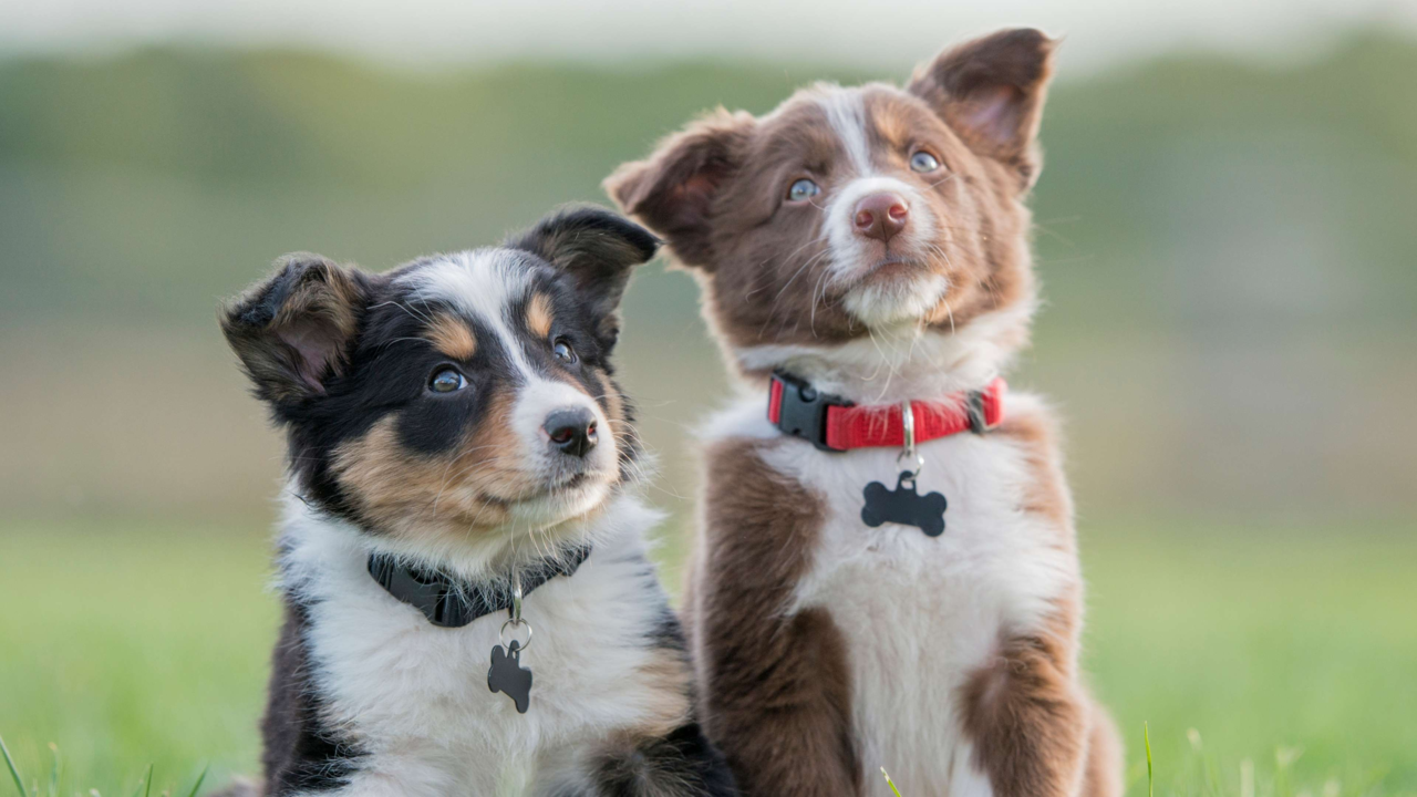 Puppy Essentials: 10 Must-Have Items for Your New Dog Puppy Essentials: 10 Must-Have Items for Your New Dog