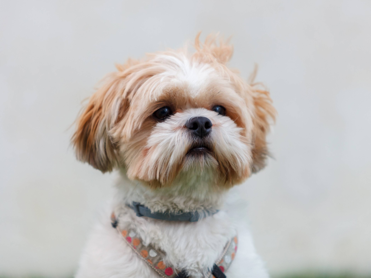 Best Dog Food for Shih Tzus in NZ