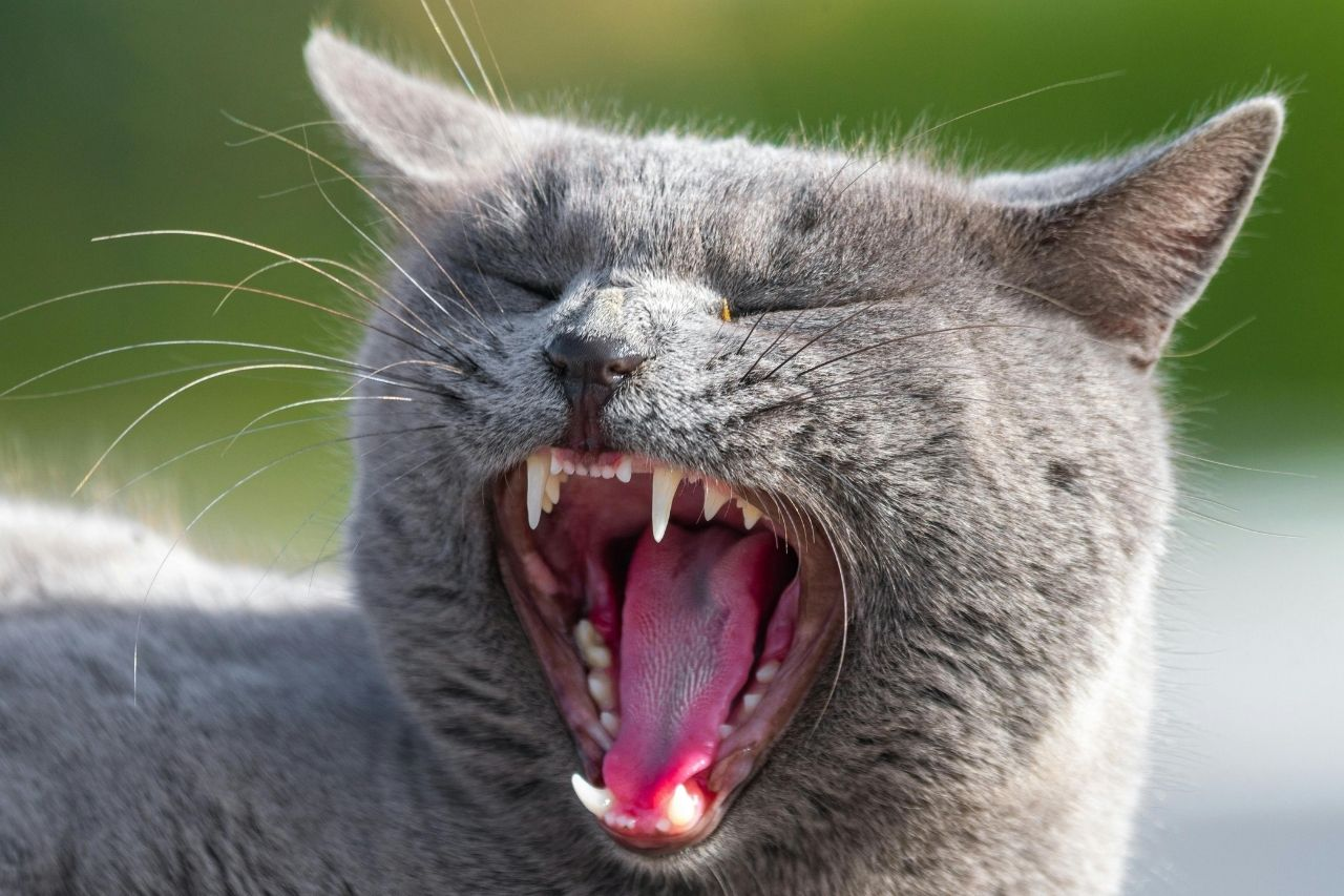 Dental Red Flags in Older Cats: Drooling, Pawing and More