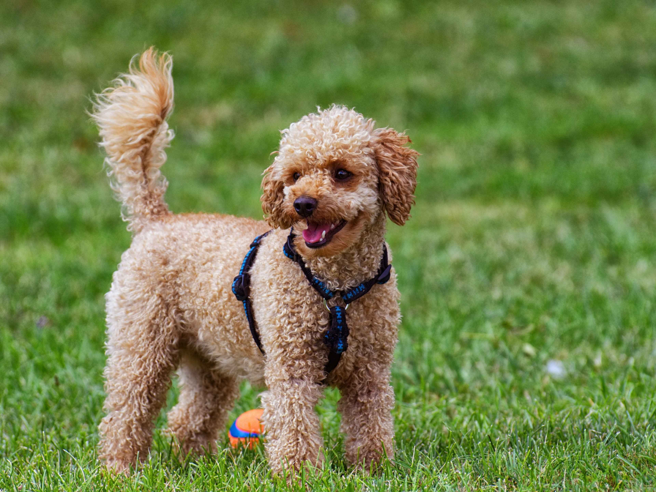 Poodle Exercise Guide: Keep Your Toy, Miniature & Standard Poodle Active and Healthy
