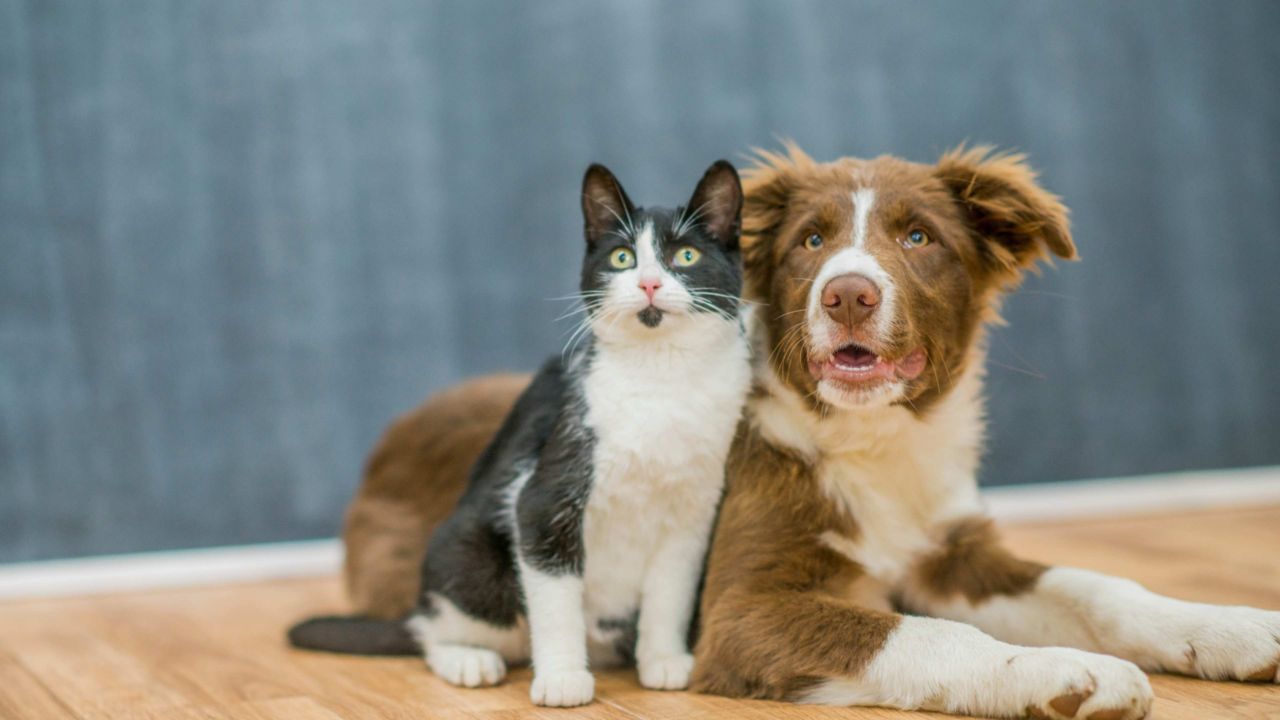 How To Understand Pet Body Language and What It Really Means