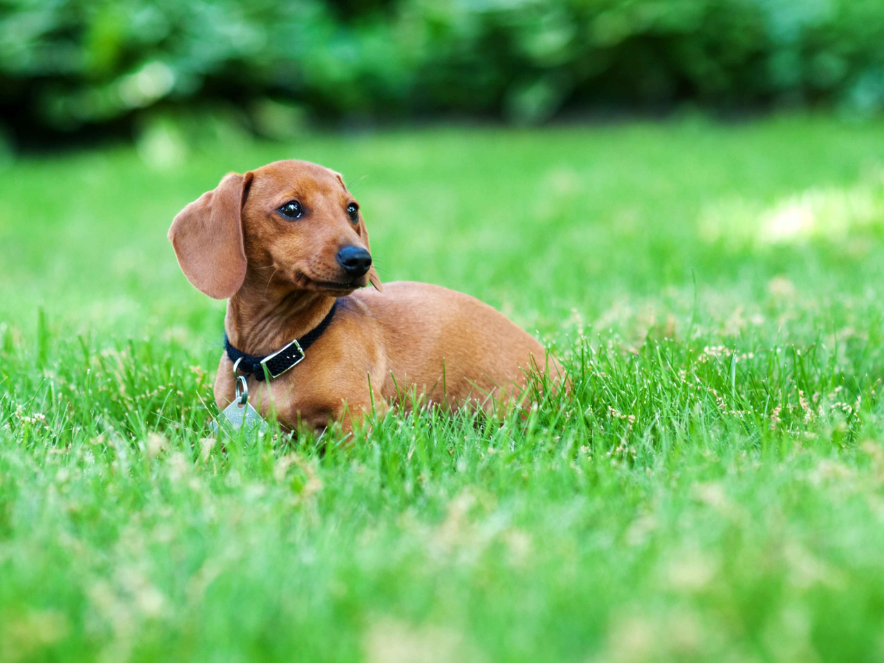 Best Dog Food for Dachshunds in New Zealand: Tailored Nutrition for Sausage Dogs