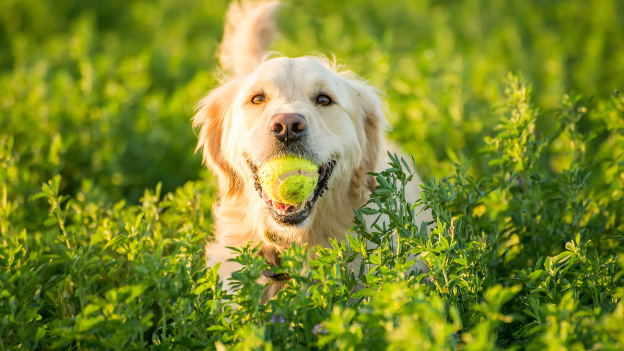 Seasonal Triggers in NZ Pets: Allergies, Mood Swings & Health Tips
